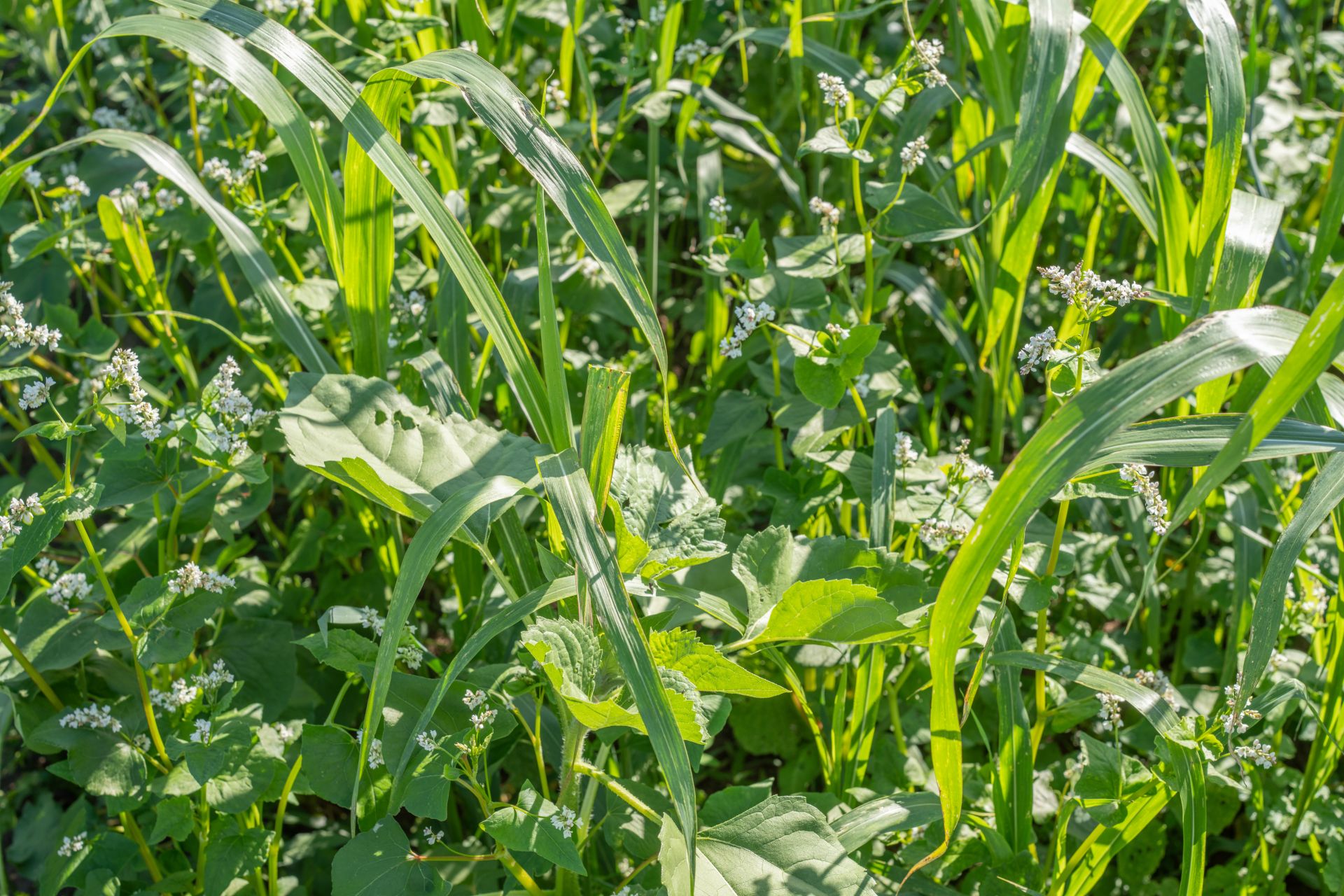 semopur 9.10 Bio Masse bio